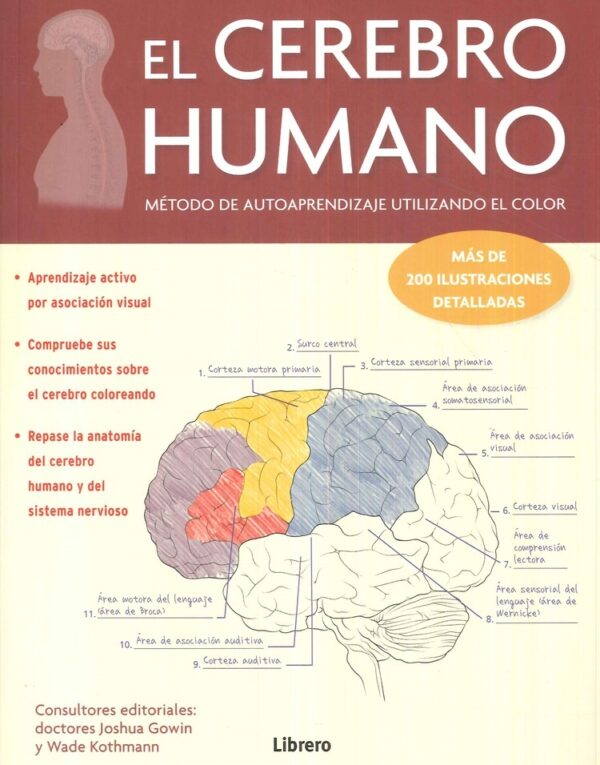 CEREBRO HUMANO EL